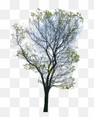 Wild - Portable Network Graphics png