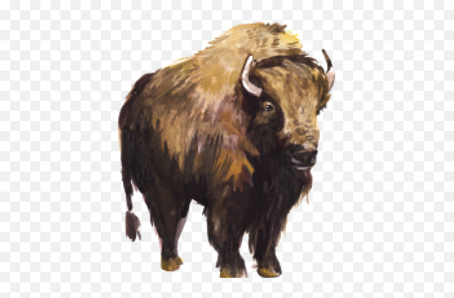 Cropped - Bisonsmallsmall1png U2013 History By Zim Bull,Bison Png