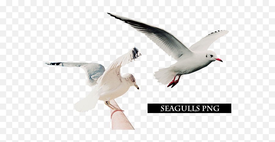 Seagulls Png - European Herring Gull,Seagulls Png