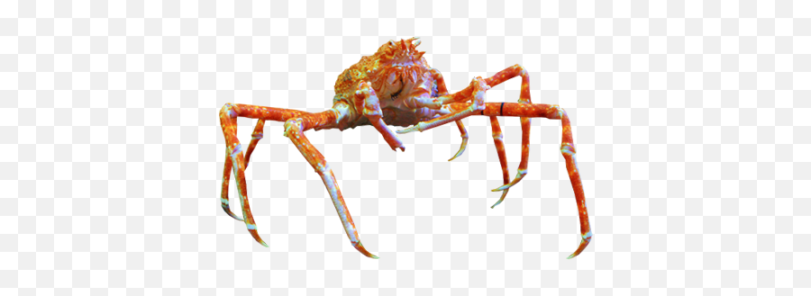 Crab Spider Png 4 Image - Insect,Spider Png