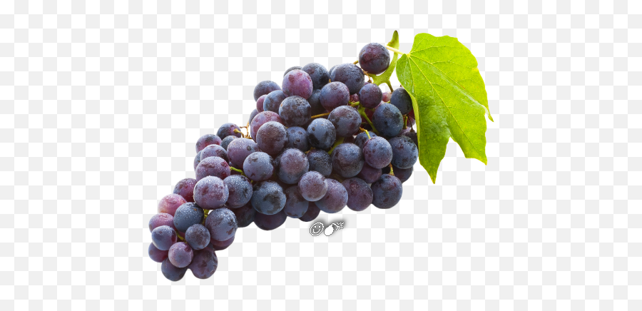 Tube Fruits Png Raisins Et Autres - Concord Grapes Png,Raisin Png