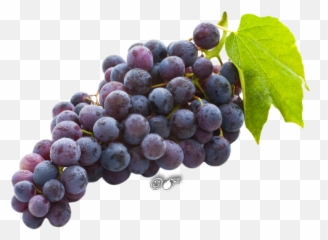Tube Fruits Png Raisins Et Autres - Concord Grapes Png,Raisin Png