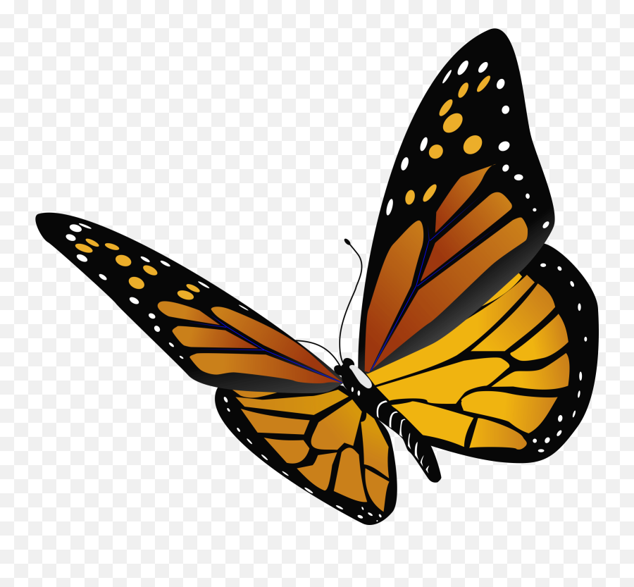 Butterfly Outline - Monarch Butterfly Transparent Background Transparent Background Butterfly Transparent Png,Butterfly Outline Png