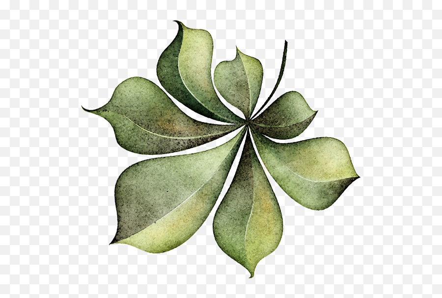Leaves Pngs 1 - Illustration,Plant Pngs