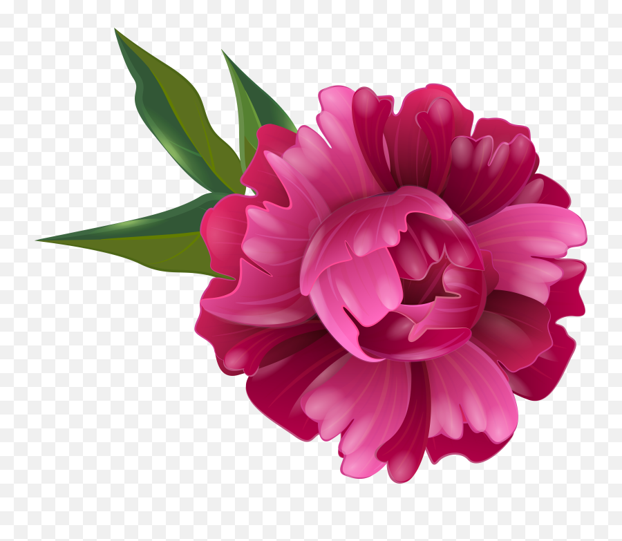 Peony Flower Clipart Png Peonies