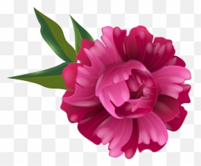 Peony Flower Clipart Png Peonies