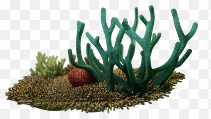 Fileestonian Museum Of Natural History - Moss Animalspng Png,Aloe Png
