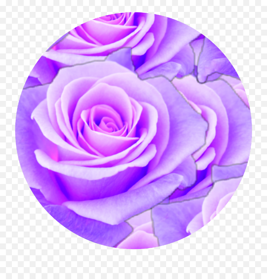 Purple - Aesthetic Purple Rose Png,Purple Rose Png