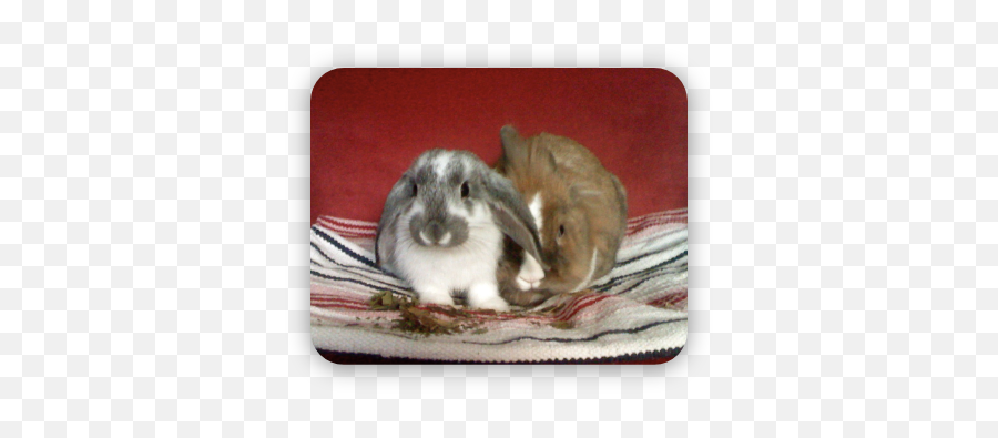 About Us Food4buns - Domestic Rabbit Png,Bunnies Png
