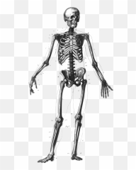 Free Skeleton Clip Art Pictures - Clipartix Human Skeleton Diagram Png,Skeleton Png Transparent
