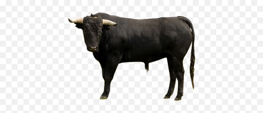 Bull Png Transparent Free Images - Spanish Bulls,Buffalo Png