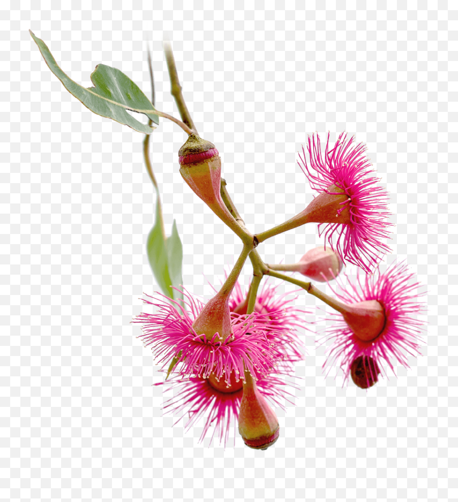 Merry Christmas U0026 Happy New Year - Mobius Corymbia Ptychocarpa Png,Merry Christmas And Happy New Year Png