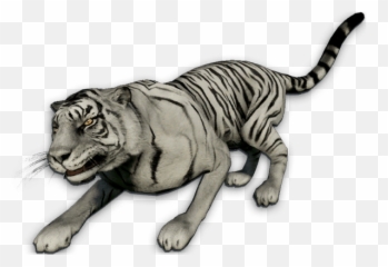 White Tiger - Far Cry 3 White Tiger Png,White Tiger Png