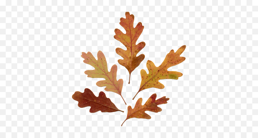 Acorn Leaf Drawing Download - Oak Leaves 399x400 Png Acorn Leaf,Oak Leaf Png