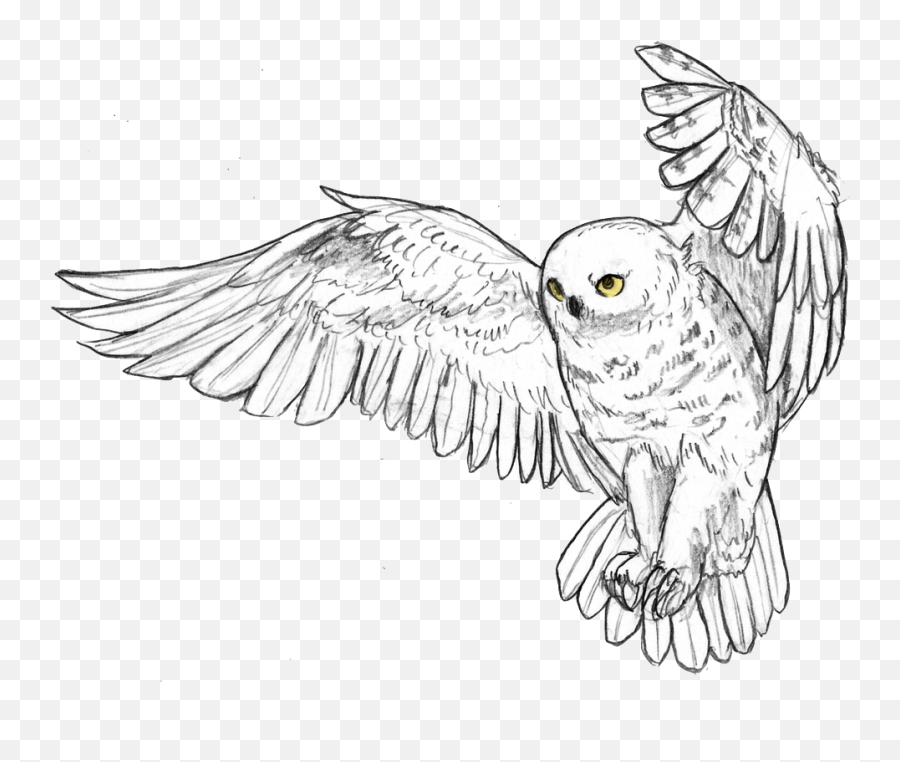 Snowy Owl By Angiemyst - Snowy Owl Png,Ovo Owl Png