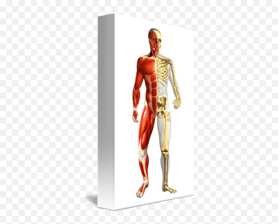 Anatomy Of Male Body With Half Skeleton And M By Stocktrek Images - Half Skeleton Half Muscle Png,Skeleton Arm Png