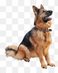 Cutest Dog Sitting Png Image For Free - Dog Png,Dog Sitting Png