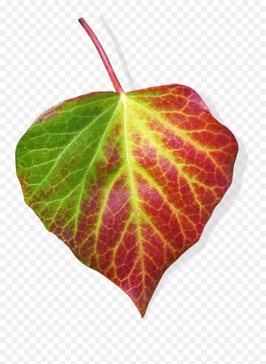 Download Hd Green And Red Leaf Ivy Png