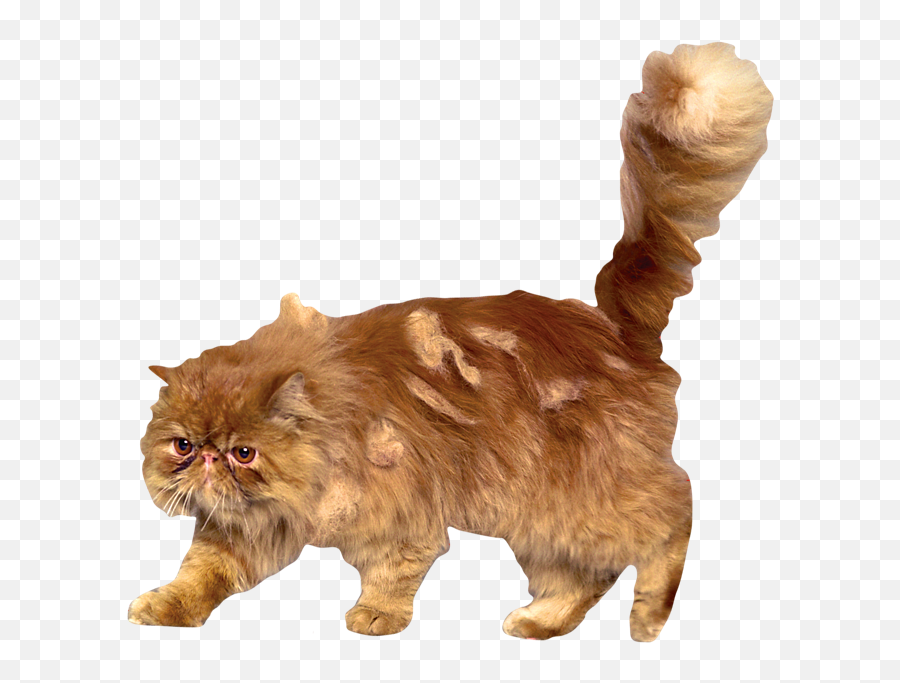 Crookshanks Harry Potter Wiki Fandom - Crookshanks Png,Transparent Cat