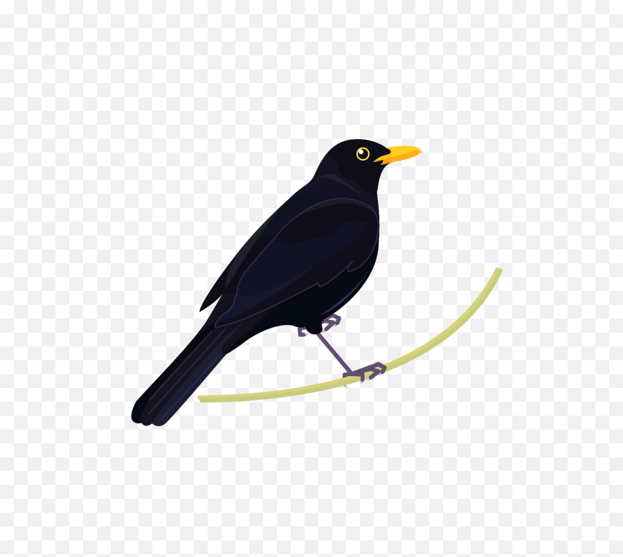 Blackbird Factsheets Manaaki Whenua - Landcare Research Blackbird Png,Black Bird Png