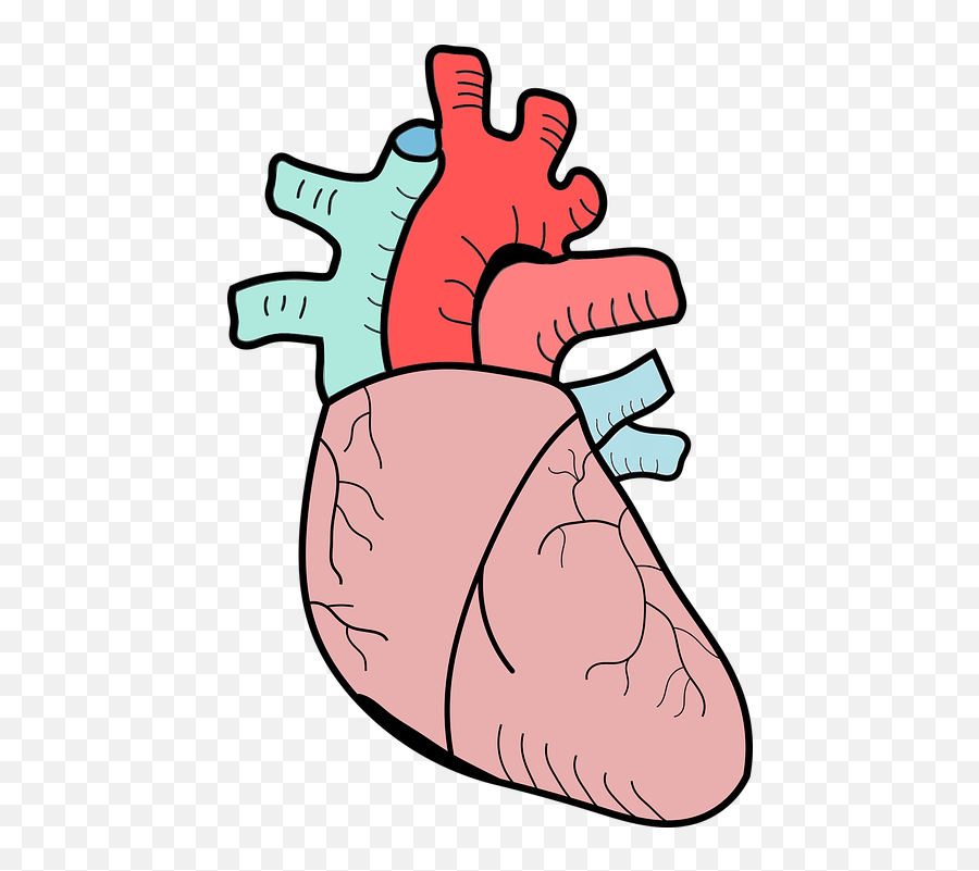 Heart The Anatomy Of A Biology - Free Vector Graphic On Pixabay Heart Biology Png,Anatomical Heart Png