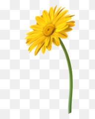 Daisy Png - Daisies Clipart Light Yellow Flower Marguerite Yellow Daisy Flower Clipart,Daisy Png