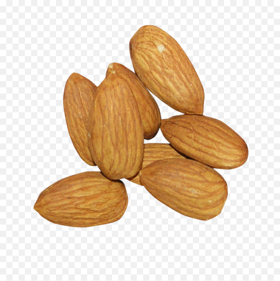 Almond Png Transparent Image - Pngpix Almond Nuts Transparent Background,Walnut Transparent