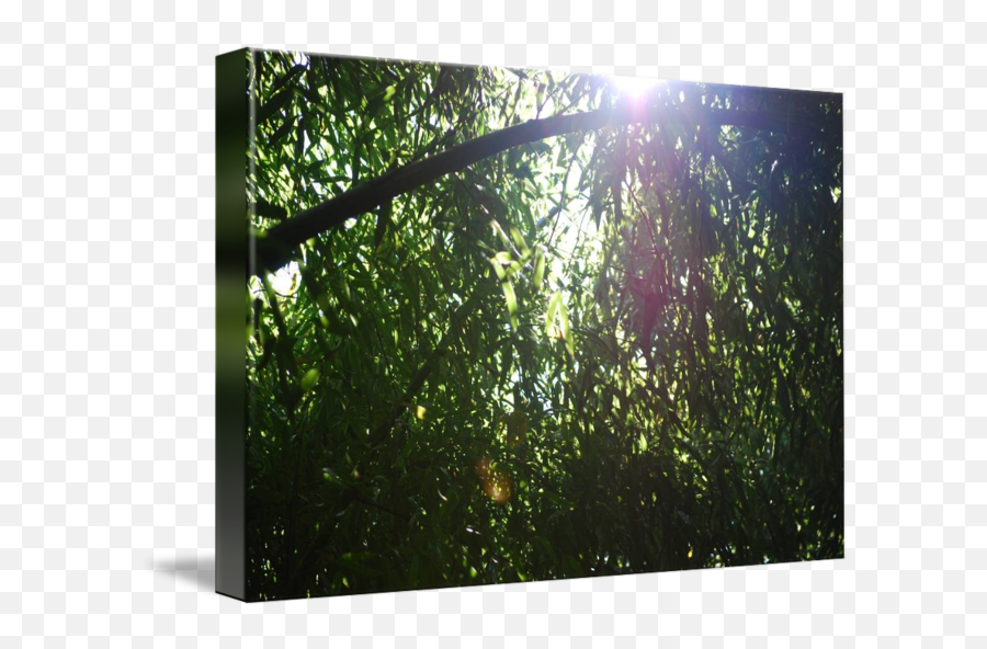 Through The Bamboo By David Soto - Sunlight Png,Bamboo Frame Png