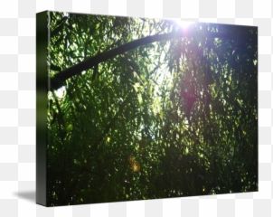 Through The Bamboo By David Soto - Sunlight png