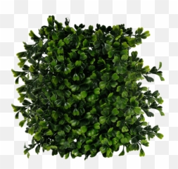 Bushes Png Images Free Download - Top View