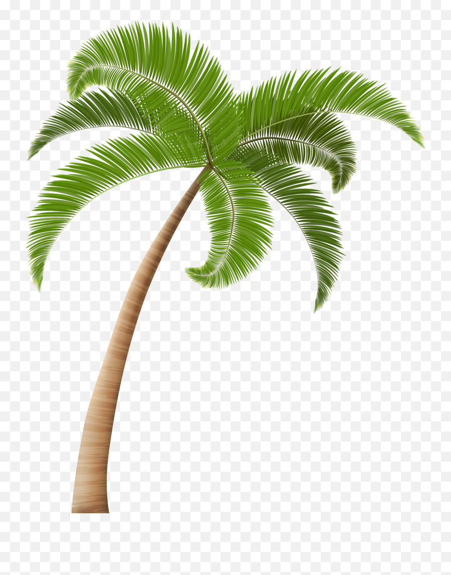 Palm Trees Clip Art - Palm Png Clip Art Transparent Image Transparent Coconut Tree Png,Palm Png