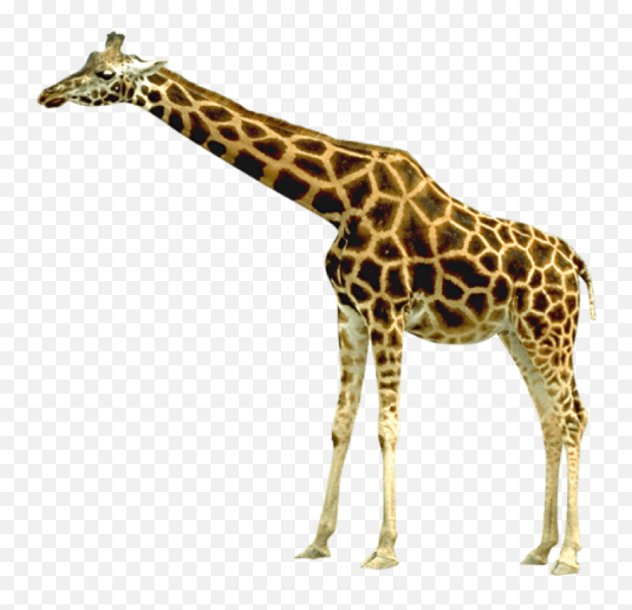 Free Png Giraffe Images Transparent - Attica Zoological Park,Giraffe Transparent Background