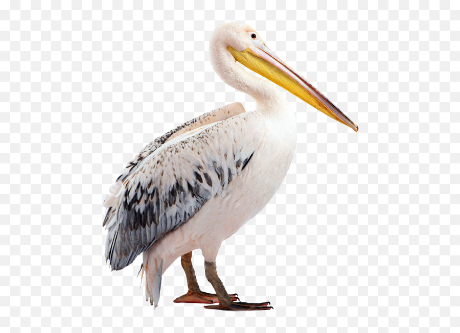 Pelican Beak Fauna Wildlife Png