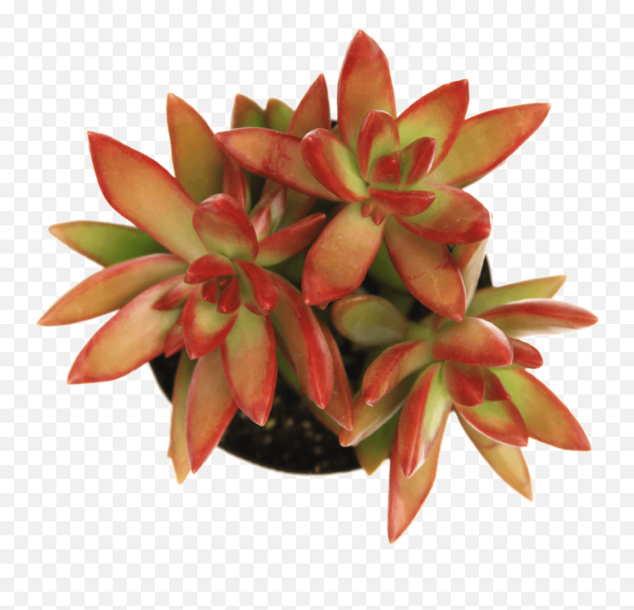 Sedum U0027firestormu0027 Plants All Succulent Care - Stonecrop Png,Firestorm Png