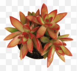 Sedum U0027firestormu0027 Plants All Succulent Care - Stonecrop Png,Firestorm Png