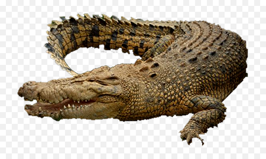Crocodile Png Images 3 Image - Transparent Crocodile Png,Crocodile Png