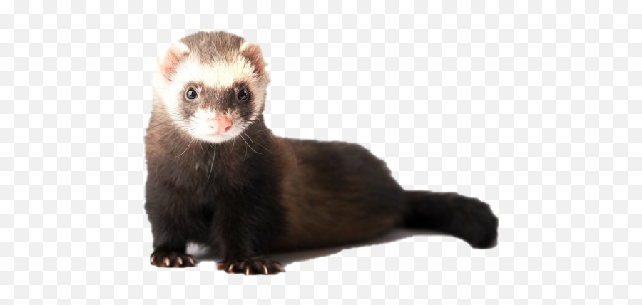 Ferret Png Photo Image Play - Ermine Ferret,Weasel Png