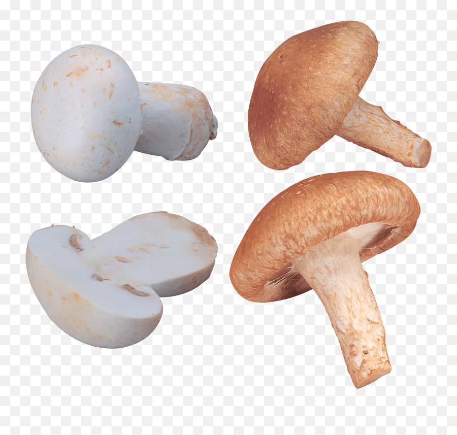 Download Free Mushroom Png Image Icon Favicon Freepngimg Fungi