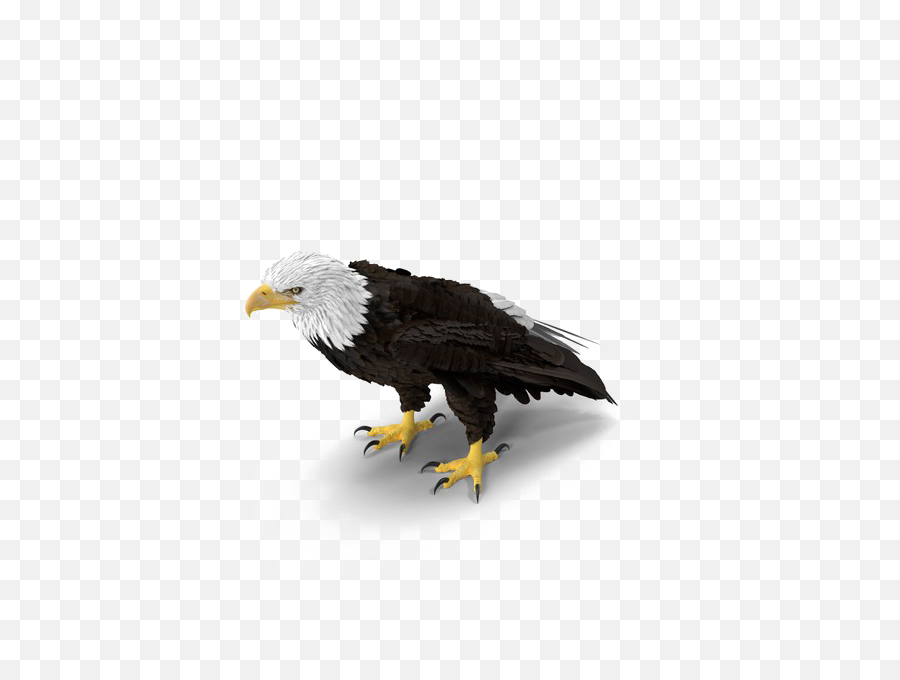Download Hd Bald Eagle Png Image - Eagle Standing Transparent Eagle Standing,Bald Eagle Png