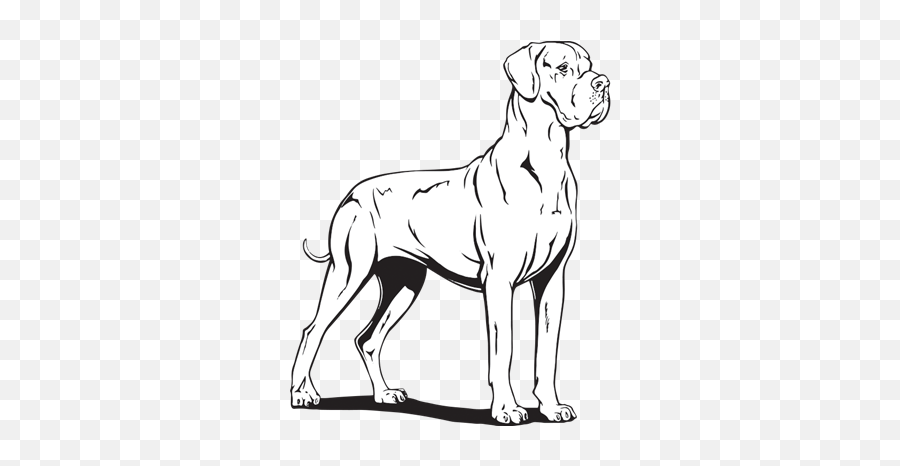 Dog Breed Great Dane - Draw A Great Dane Png,Great Dane Png