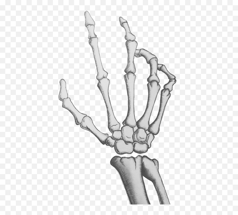 Skeleton Hands Png 2 Image - Transparent Skeleton Hand Png,Skeleton Hand Png