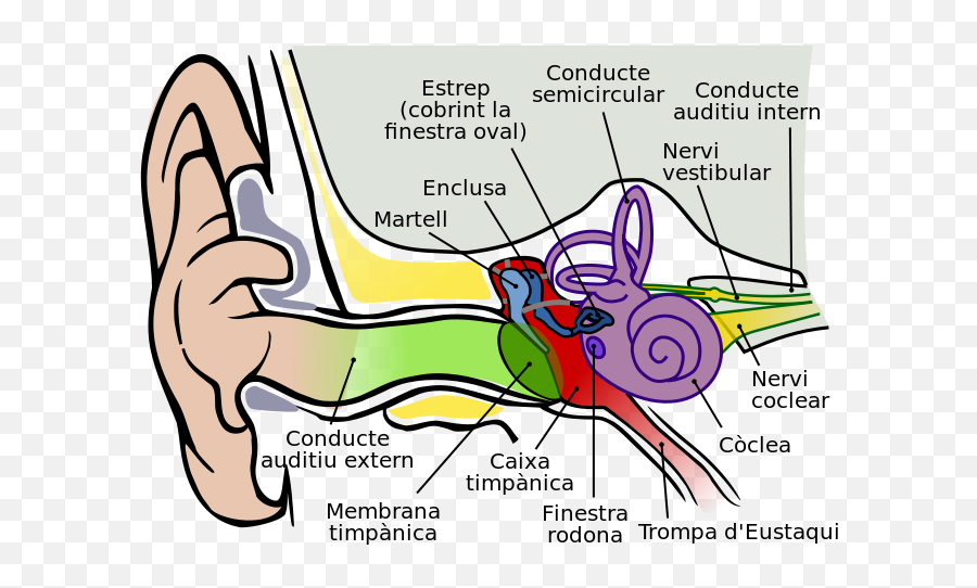 Ear Hd Png Transparent Hdpng Images Pluspng - Structure Of Ear Hd,Cat Ears Png