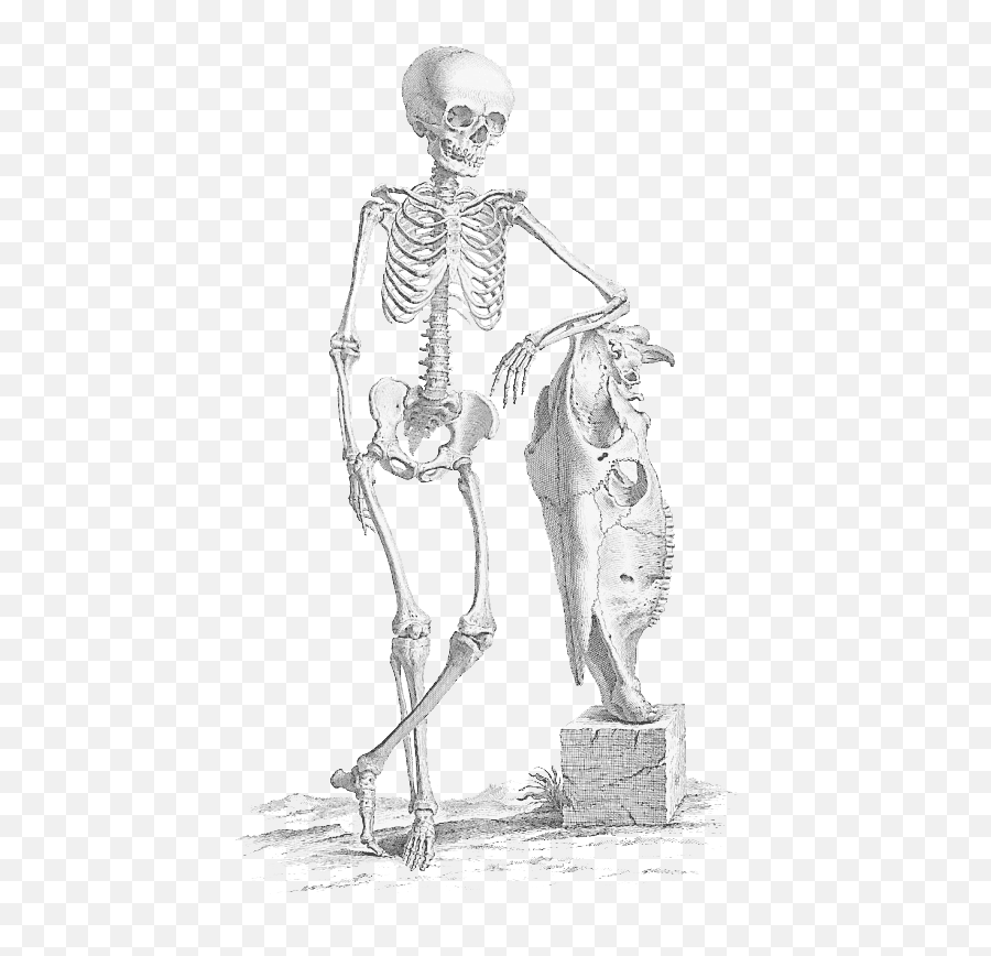 Download Halloween Skeleton Png File - Free Transparent Png De Humani Corporis Fabrica Skeleton,Skeleton Png Transparent