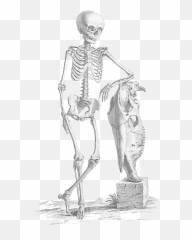 Download Halloween Skeleton Png File - Free Transparent Png De Humani Corporis Fabrica Skeleton,Skeleton Png Transparent