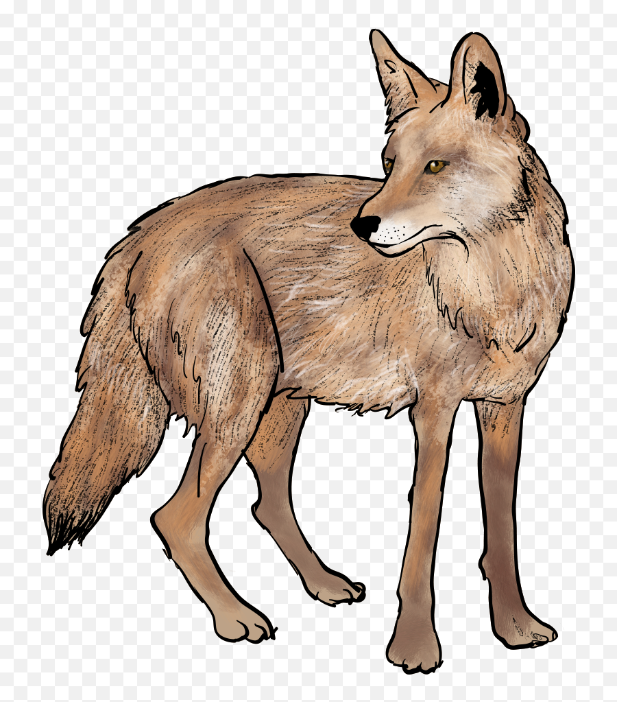 Jackal Coyote Png - Transparent Coyote Clipart,Jackal Png