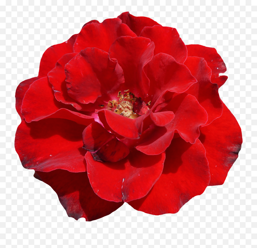 Red Rose - Flower Png,Red Rose Transparent Background