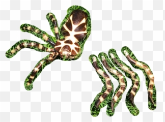 Tarantula Spider Ornament Decoration Wooden Hand Carved - Illustration Png,Tarantula Png