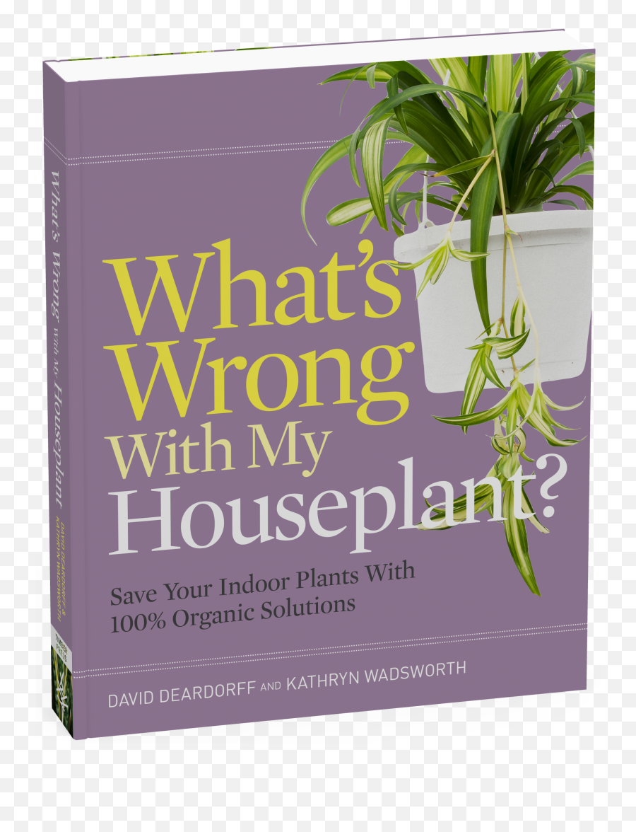 Whatu0027s Wrong With My Houseplant Png Indoor Plant