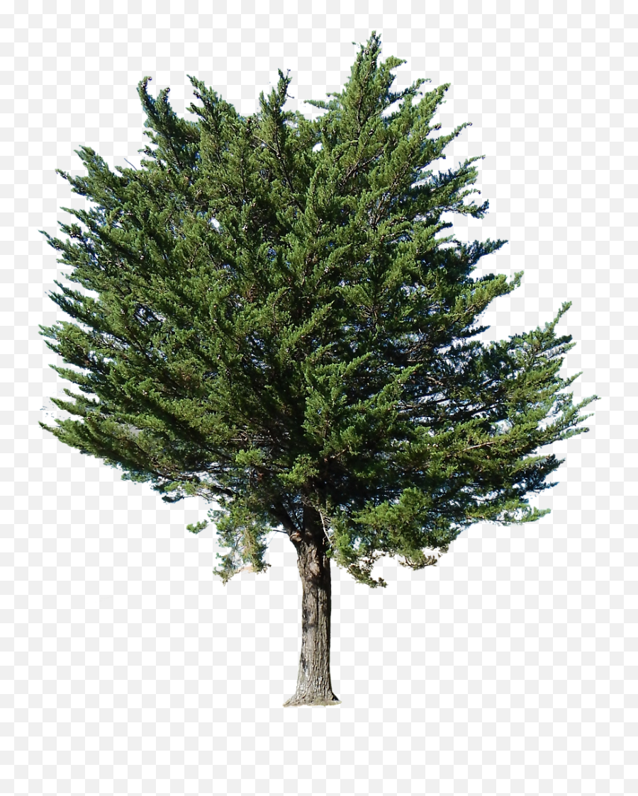 Pine Tree Transparent Alpha - Pine Trees Png,Transparent Trees