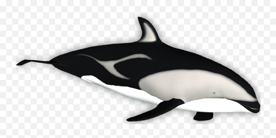 Download Dusky Dolphin - Killer Whale Full Size Png Image Killer Whale,Killer Whale Png